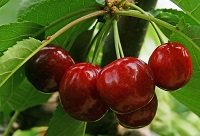 Cerises